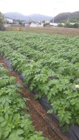 팜모닝 6월 농사계획🧑🏻‍🌾·참여글 게시글 이미지