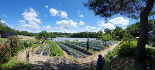 이상준님의 고추 · 영농일지 작성글 사진