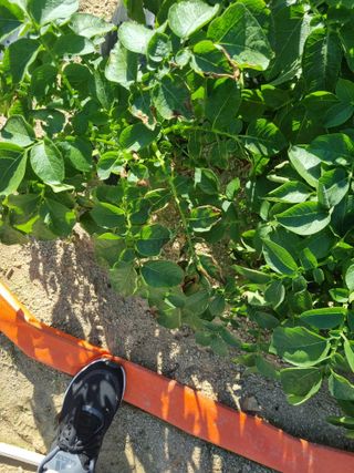 벼16122님의 감자 · 병해충상담 작성글 사진