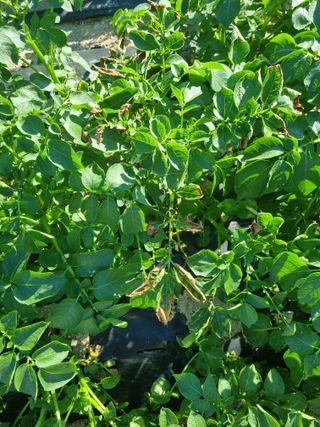 벼16122님의 감자 · 병해충상담 작성글 사진