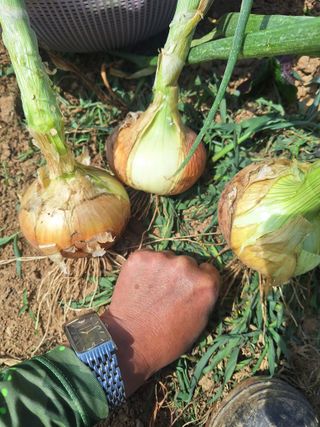 로즈마리님의 기타작물 · 영농일지 작성글 사진