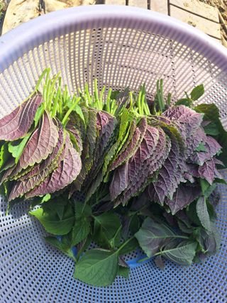 로즈마리님의 기타작물 · 영농일지 작성글 사진