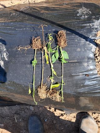 김덕영님의 고추 · 병해충상담 작성글 사진