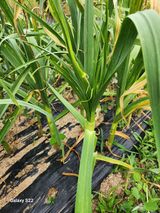 팜모닝 자유주제·건의해요 게시글 이미지