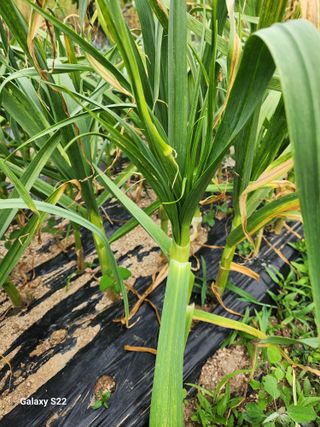 kis님의 자유주제 · 건의해요 작성글 사진