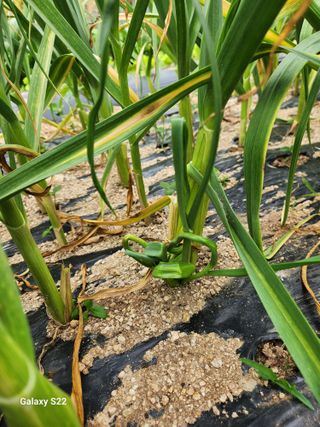 kis님의 자유주제 · 건의해요 작성글 사진