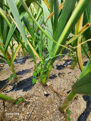 kis님의 자유주제 · 건의해요 작성글 사진