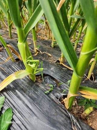 kis님의 자유주제 · 건의해요 작성글 사진