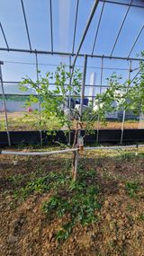 팜모닝 기타작물·영농일지 게시글 이미지