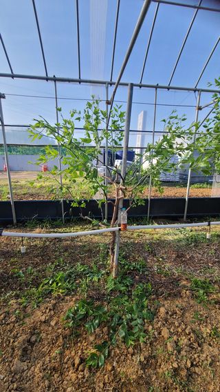우창농원님의 기타작물 · 영농일지 작성글 사진
