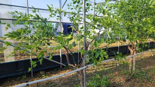 우창농원님의 기타작물 · 영농일지 작성글 사진