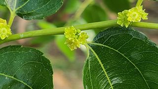 우창농원님의 기타작물 · 영농일지 작성글 사진