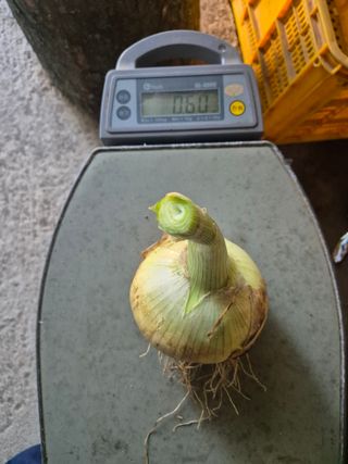 송광만님의 양파 · 자유게시판 작성글 사진