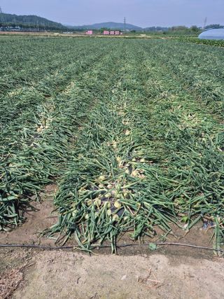 송광만님의 양파 · 자유게시판 작성글 사진