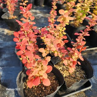 우리꽃님의 자유주제 · 자유게시판 작성글 사진