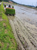 팜모닝 벼·영농일지 게시글 이미지