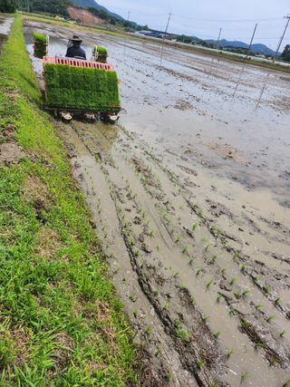 박미란님의 벼 · 영농일지 작성글 사진