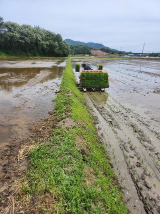 박미란님의 벼 · 영농일지 작성글 사진