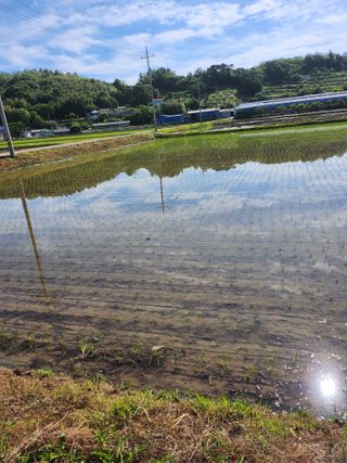 박미란님의 벼 · 영농일지 작성글 사진