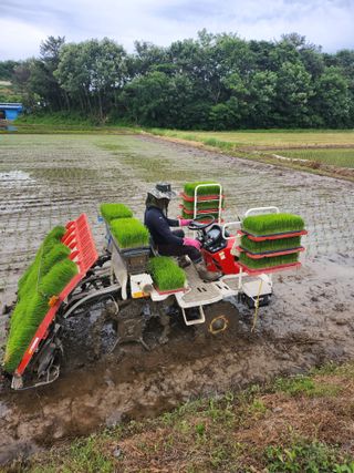 박미란님의 벼 · 영농일지 작성글 사진