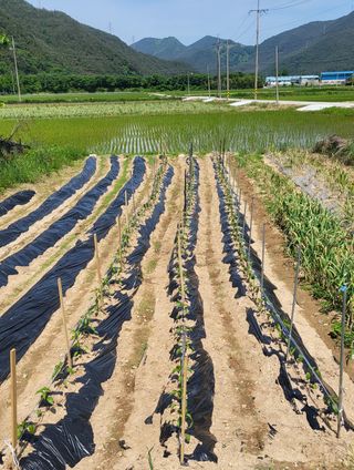 마늘님의 6월 농사계획🧑🏻‍🌾 · 참여글 작성글 사진