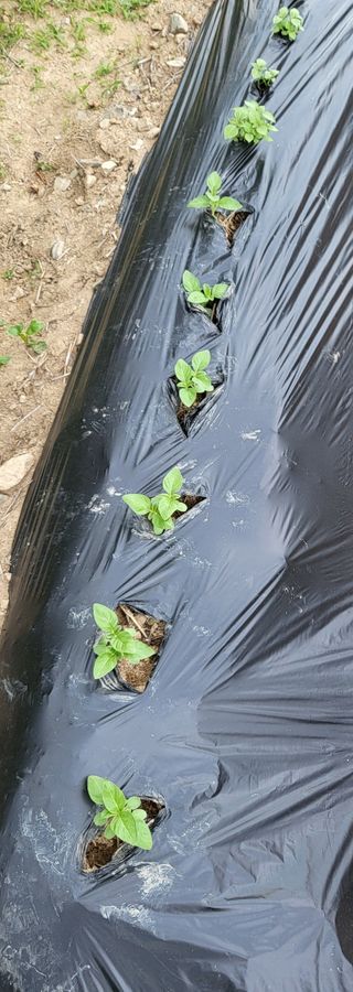 마늘님의 6월 농사계획🧑🏻‍🌾 · 참여글 작성글 사진