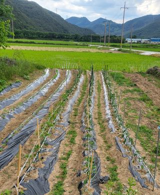 마늘님의 6월 농사계획🧑🏻‍🌾 · 참여글 작성글 사진