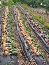 팜모닝 자유주제·칭찬해요 게시글 이미지