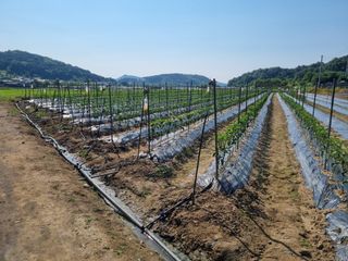 태풍한가름님의 고추 · 영농일지 작성글 사진