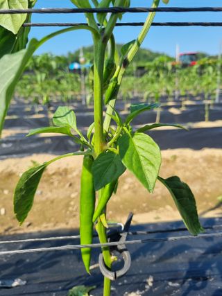 태풍한가름님의 고추 · 영농일지 작성글 사진