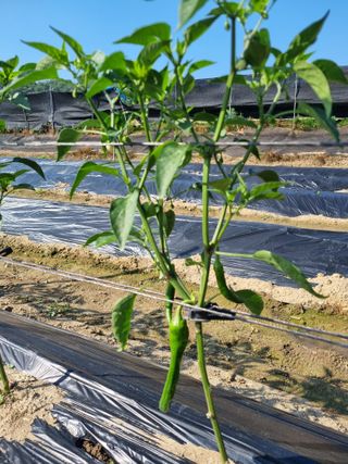 태풍한가름님의 고추 · 영농일지 작성글 사진