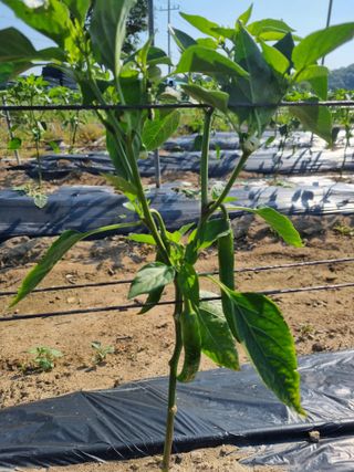 태풍한가름님의 고추 · 영농일지 작성글 사진