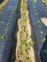 팜모닝 참깨·병해충상담 게시글 이미지