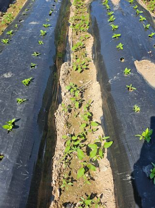 양파11283님의 참깨 · 병해충상담 작성글 사진