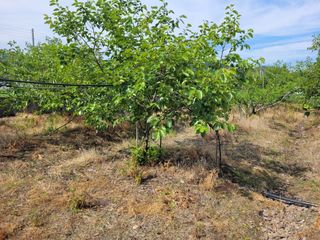 이출호님의 감 · 영농일지 작성글 사진