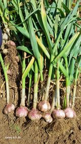 팜모닝 마늘·영농일지 게시글 이미지