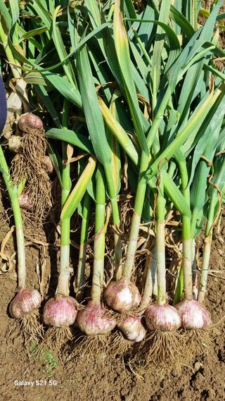 함영규님의 마늘 · 영농일지 작성글 사진