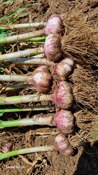 함영규님의 마늘 · 영농일지 작성글 사진