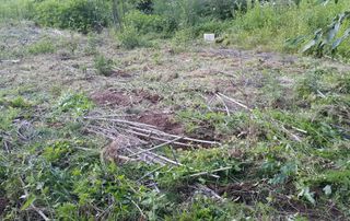 정보센터님의 고추 · 영농일지 작성글 사진