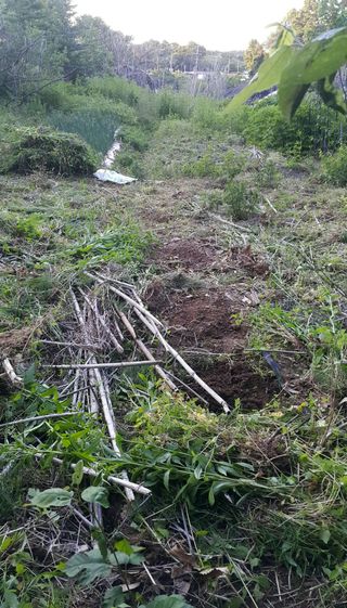 정보센터님의 고추 · 영농일지 작성글 사진