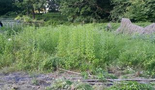 정보센터님의 고추 · 영농일지 작성글 사진