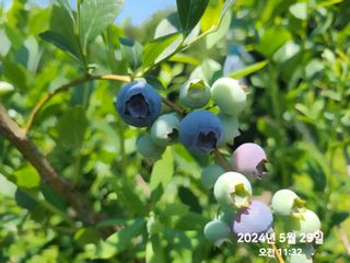 동우농장(김대욱)님의 블루베리 · 자유게시판 작성글 사진
