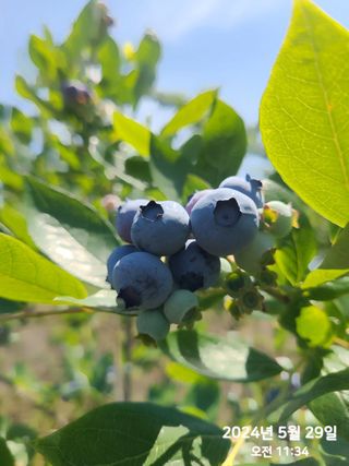 동우농장(김대욱)님의 블루베리 · 자유게시판 작성글 사진