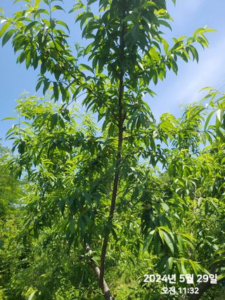 동우농장(김대욱)님의 복숭아 · 자유게시판 작성글 사진