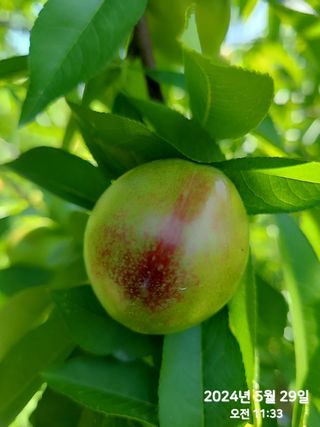 동우농장(김대욱)님의 복숭아 · 자유게시판 작성글 사진