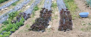 송씨네막내딸님의 6월 농사계획🧑🏻‍🌾 · 참여글 작성글 사진