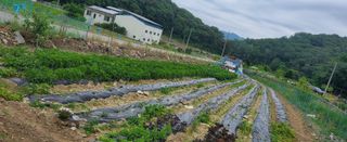 송씨네막내딸님의 6월 농사계획🧑🏻‍🌾 · 참여글 작성글 사진