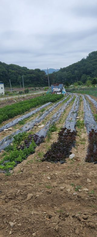송씨네막내딸님의 6월 농사계획🧑🏻‍🌾 · 참여글 작성글 사진