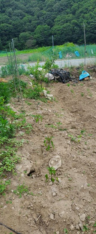 송씨네막내딸님의 6월 농사계획🧑🏻‍🌾 · 참여글 작성글 사진