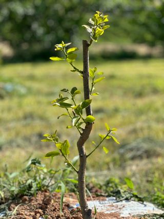 4륜구동경운기님의 감 · 병해충상담 작성글 사진